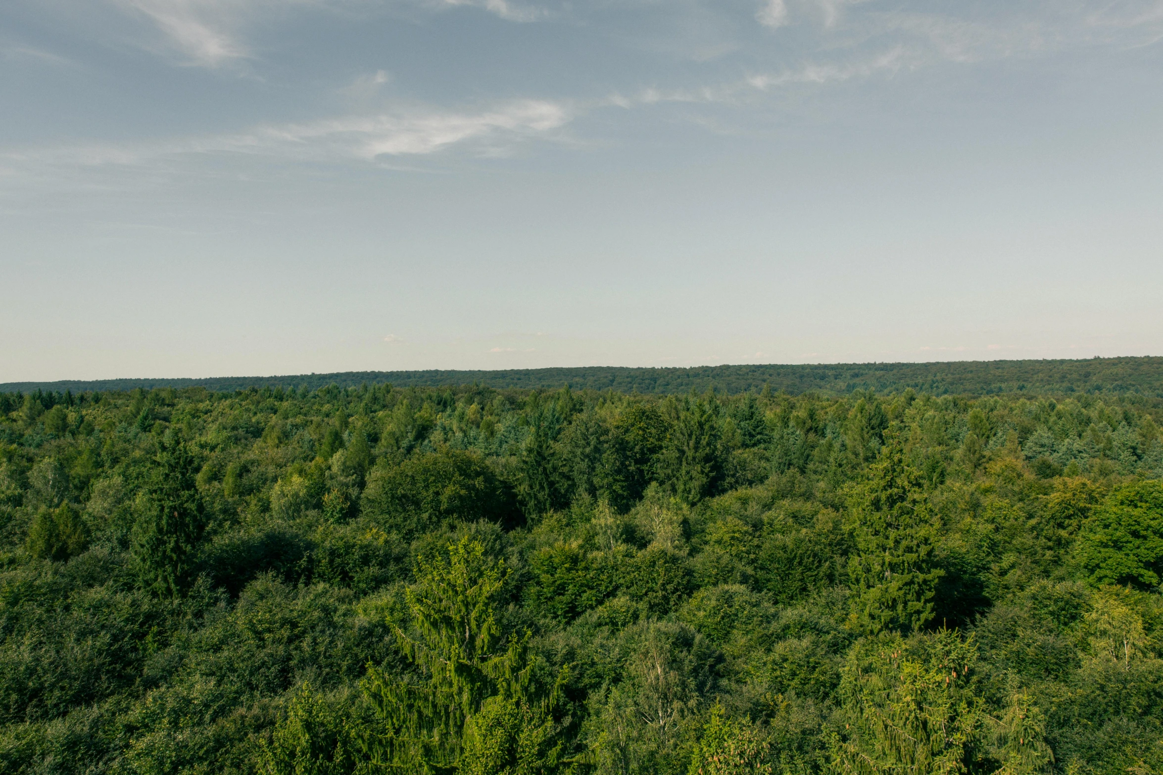 a forest filled with lots of green trees, an album cover, by Werner Gutzeit, unsplash, hurufiyya, panorama distant view, lower saxony, wide film still, high view