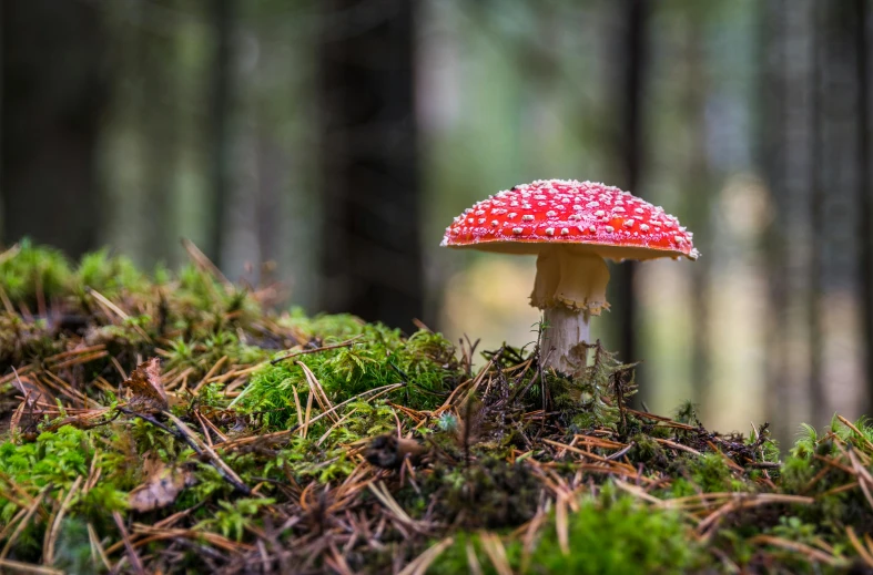 a mushroom sitting on top of a moss covered forest, a macro photograph, by Jesper Knudsen, unsplash, high resolution print :1 red, forest picnic, swedish forest, crimson themed