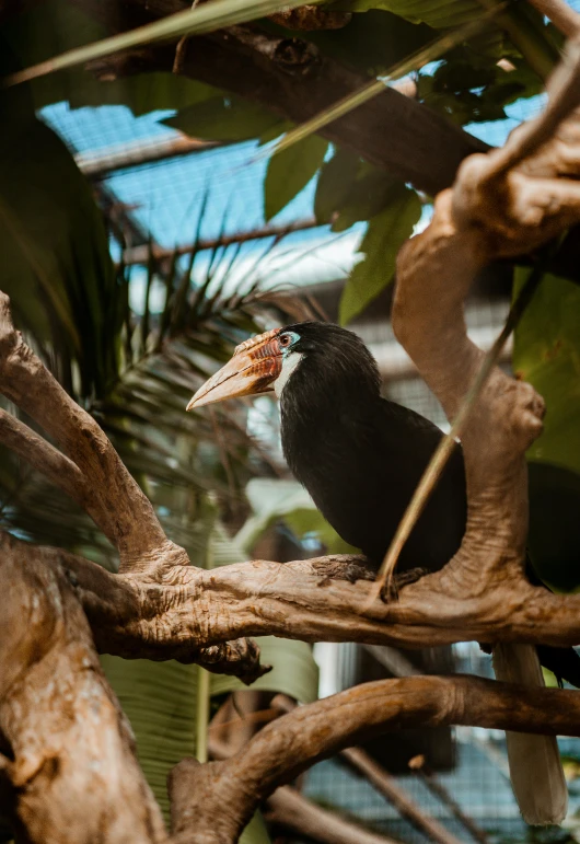 a bird sitting on top of a tree branch, biodome, big beak, instagram post, a high angle shot