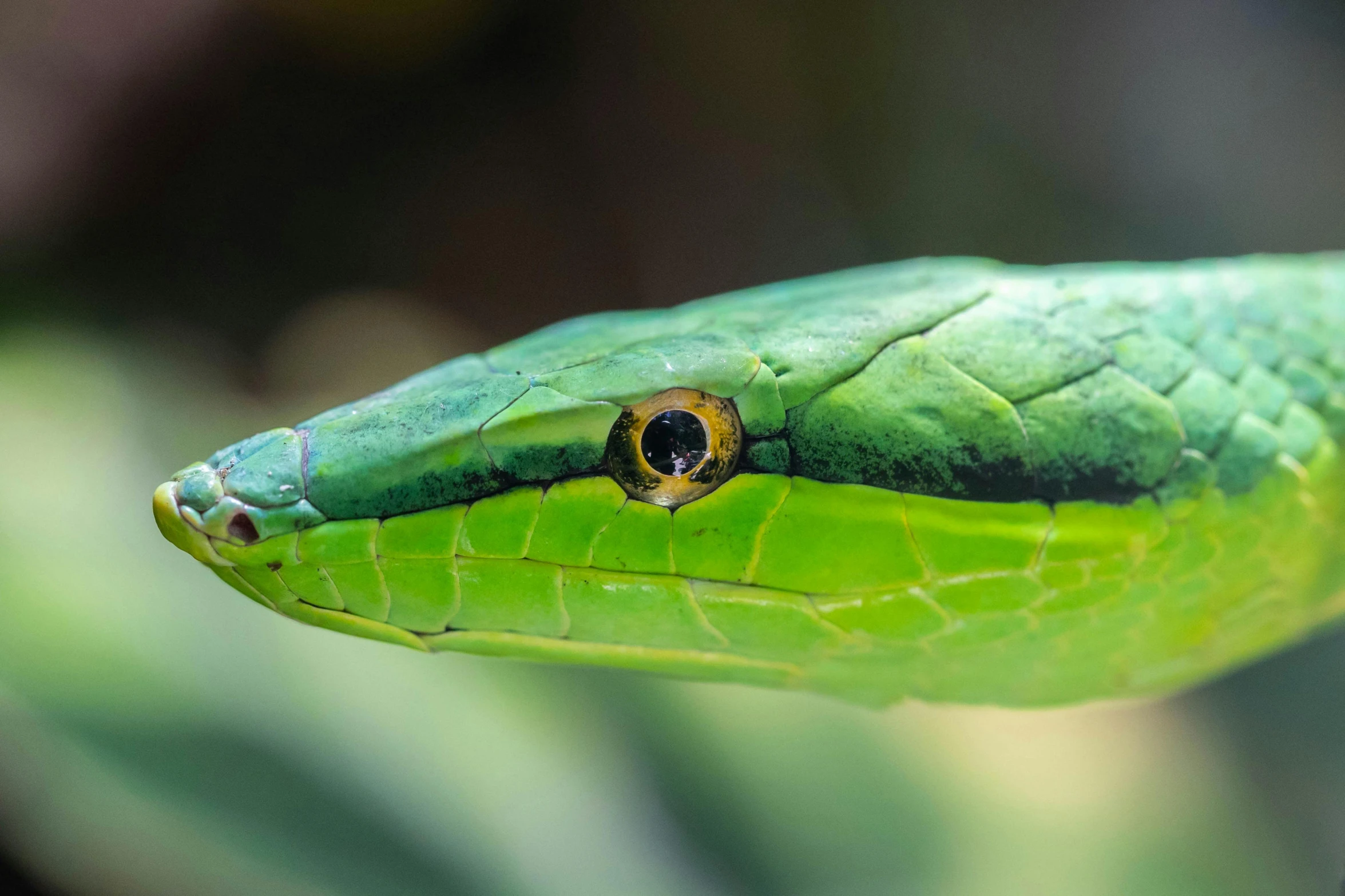 a close up of a green snake's head, trending on pexels, sheltering under a leaf, avatar image, green lightning, snake van