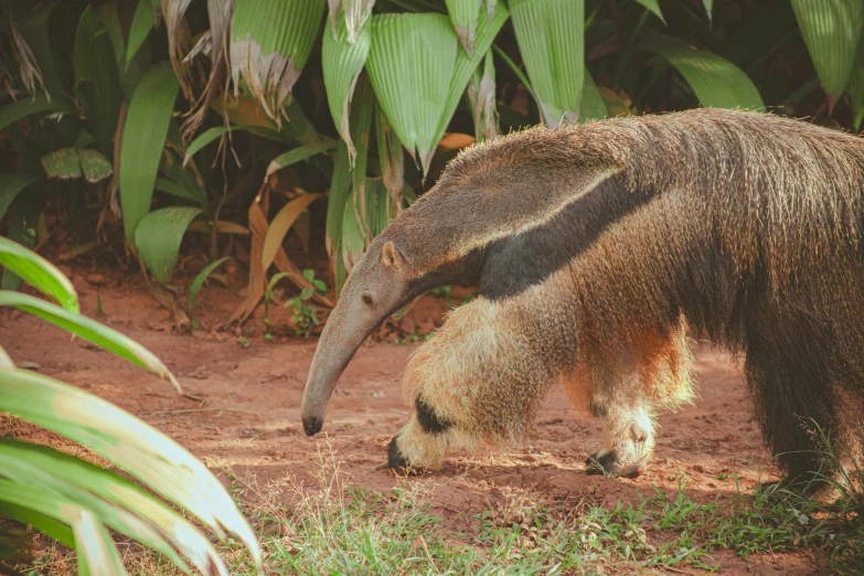 a large anteater standing on top of a lush green field, pexels contest winner, brazilian, 💋 💄 👠 👗, brown, featured