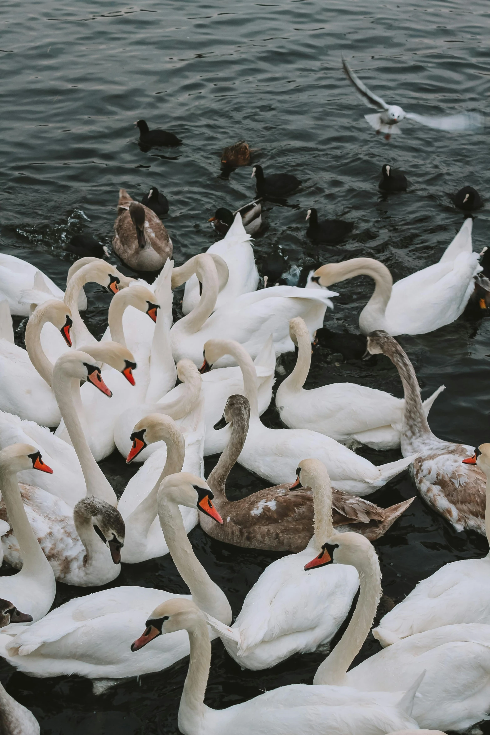 a flock of swans standing on top of a body of water, posing for a picture, jen atkin, high-quality photo, reykjavik