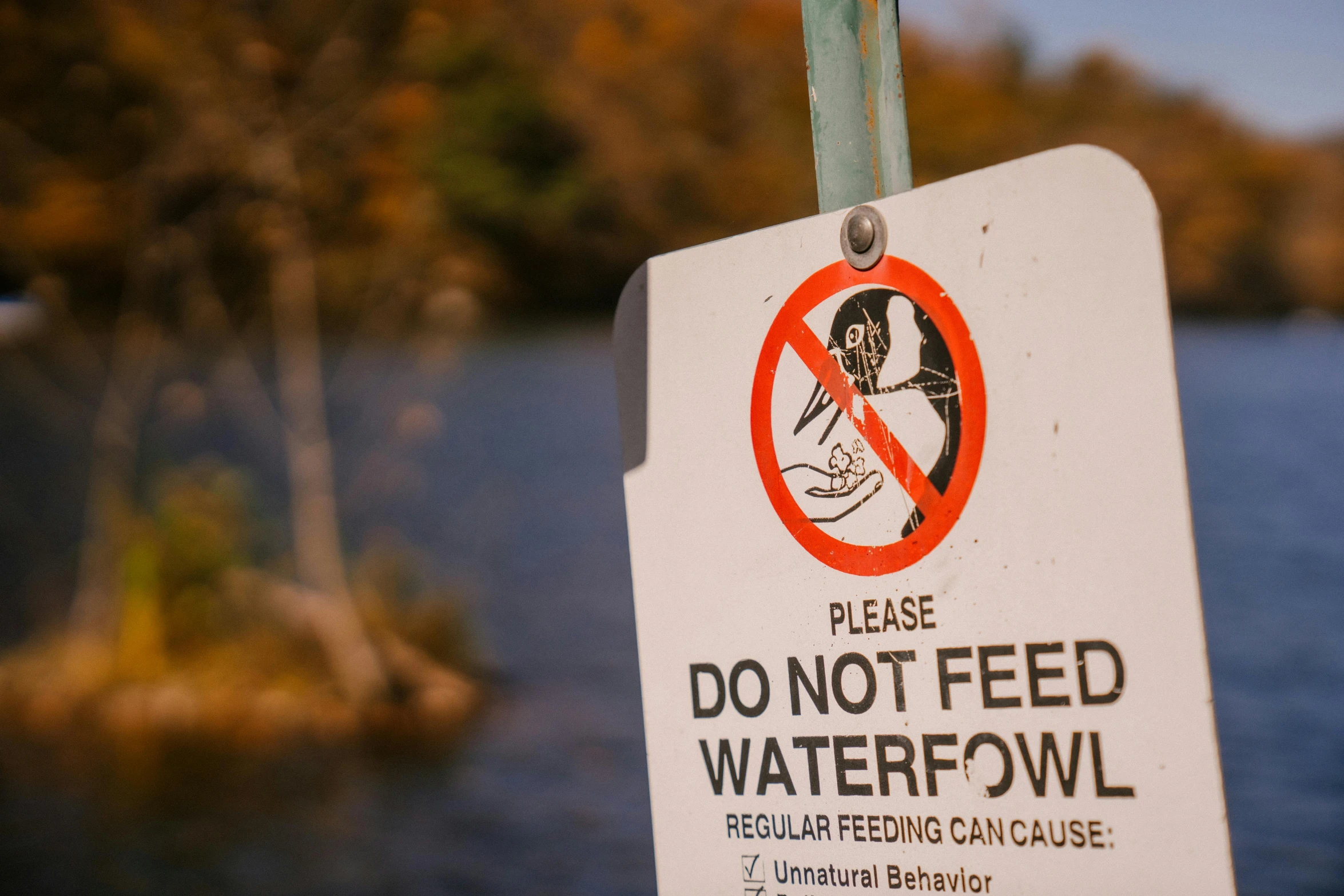 a close up of a sign near a body of water, trending on pexels, 🦩🪐🐞👩🏻🦳, frightening surroundings, waterfals, feeds on everything