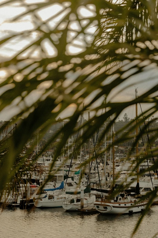 a bunch of boats that are in the water, a portrait, by Simon Marmion, unsplash, palm lines, 8k 50mm iso 10, manly, distant knotted branches