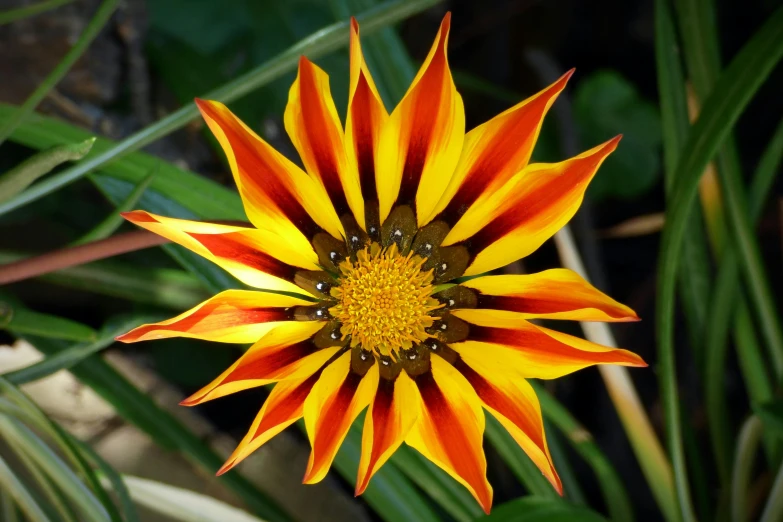 a close up of a yellow and red flower, pexels, hurufiyya, starburst, taken in the late 2010s, garis edelweiss, often described as flame-like