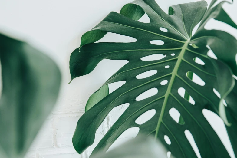 a close up of a plant with green leaves, inspired by Leo Leuppi, trending on pexels, minimalism, white background, big leaf bra, ready to eat, lit from the side