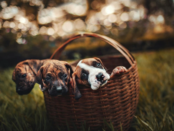 three puppies in a basket in the grass, inspired by Elke Vogelsang, pexels contest winner, renaissance, gif, a wooden, travel, beans