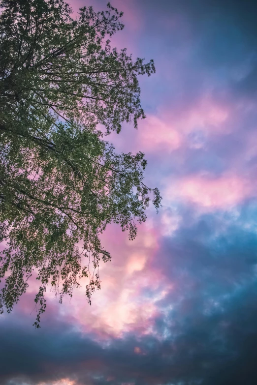 a tree sitting on top of a lush green field, a picture, unsplash contest winner, aestheticism, pink clouds, willow plant, looking upwards, purple and blue