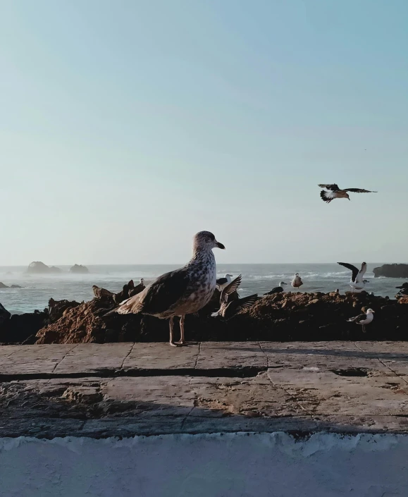 a flock of birds standing on top of a beach next to the ocean, photograph of san francisco, 2022 photograph, 4k photo”