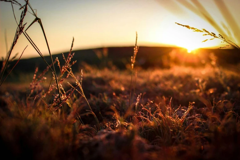 a field of grass with the sun setting in the background, unsplash, land art, red grass, fairy circles, instagram post, sparkling in the sunlight