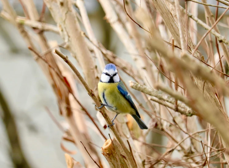 a small bird sitting on top of a tree branch, by Andries Stock, pexels, in blue and yellow clothes, willow plant, high angle close up shot, various posed