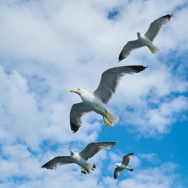 a flock of seagulls flying through a blue sky, a picture, by Carey Morris, pexels contest winner, four wings, maritime, grey, maryport