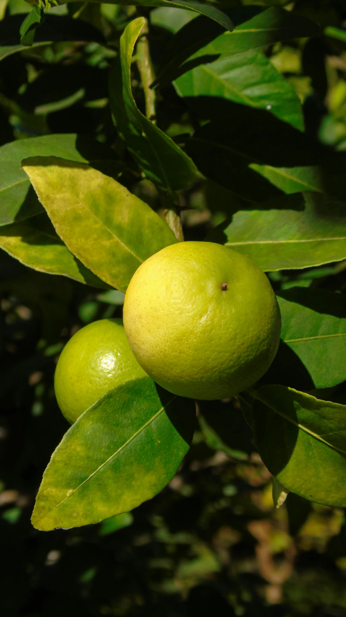 a close up of two limes on a tree, square, thumbnail, puffballs, yellow aureole