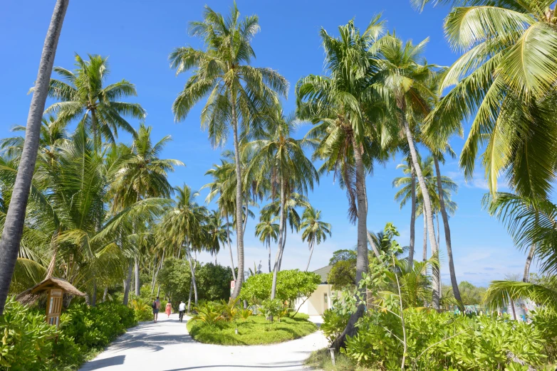 a dirt road surrounded by palm trees on a sunny day, visual art, maldives in background, walking at the garden, dezeen, slide show