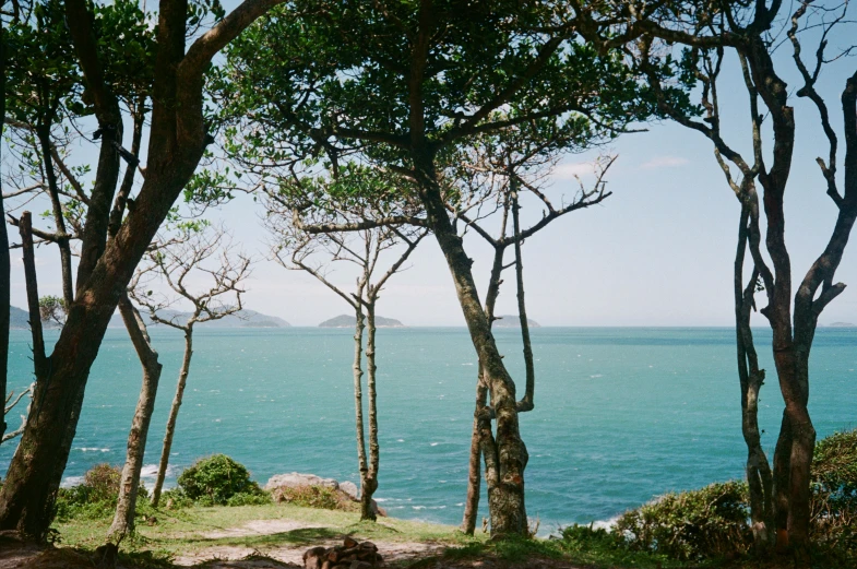 a bench sitting on top of a lush green hillside next to the ocean, by Elsa Bleda, unsplash, visual art, knotted trees, sao paulo, 2000s photo, sparkling cove