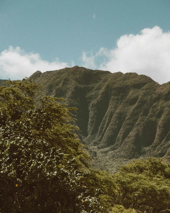 a herd of cattle standing on top of a lush green hillside, by Ryan Pancoast, unsplash contest winner, visual art, kauai, massive trees with warm windows, slightly tanned, standing in front of a mountain