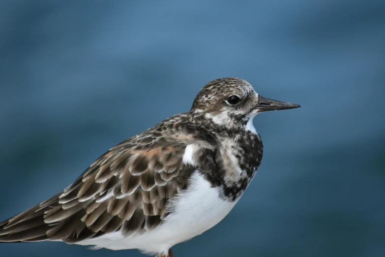 a small brown and white bird standing on a rock, a portrait, pexels contest winner, hurufiyya, oceanside, white with black spots, skye meaker, no words 4 k