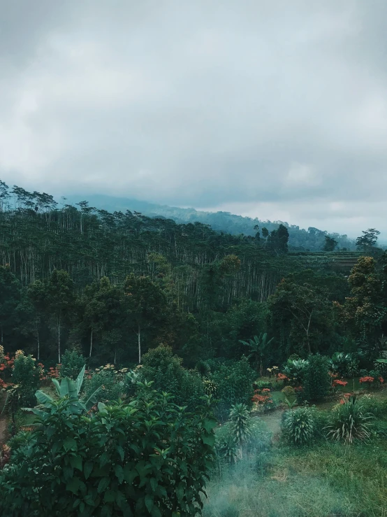 a herd of elephants standing on top of a lush green field, by Jessie Algie, sumatraism, foggy forrest backdrop, trending on vsco, view from window, panoramic