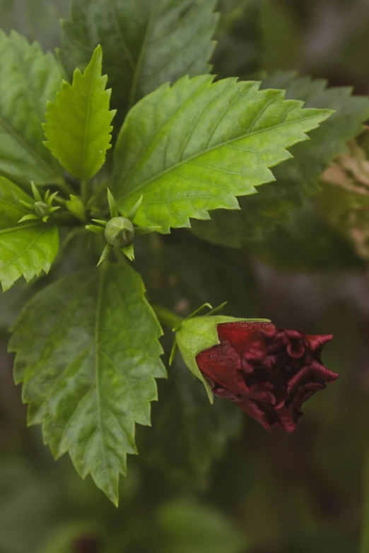 a close up of a red flower with green leaves, renaissance, chewing tobacco, maroon, viewed from afar, exterior shot