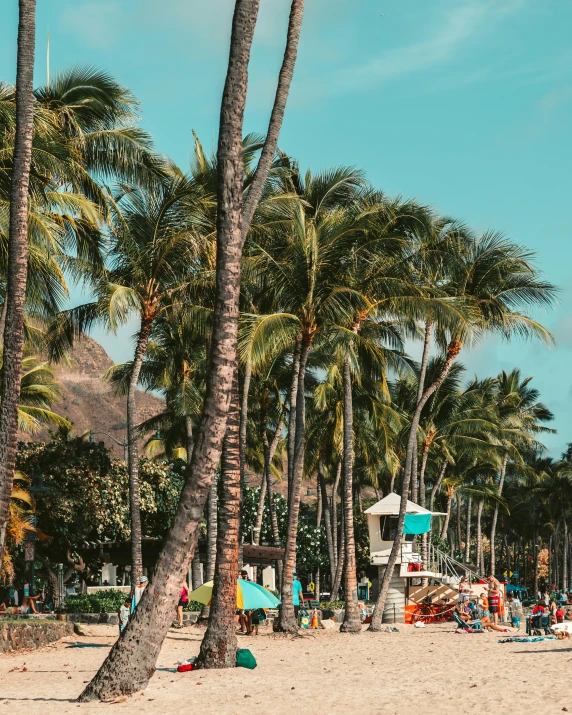 a group of people sitting on top of a sandy beach, a palm tree