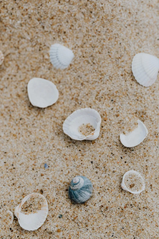 a couple of shells sitting on top of a sandy beach, unsplash contest winner, minimalism, scattered, ocean sprites, cream, high angle shot