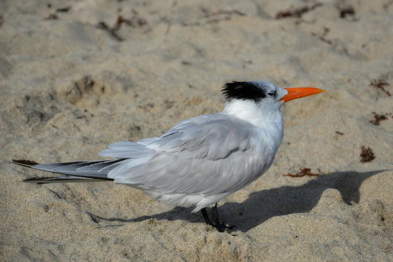 a small bird standing on top of a sandy beach, white and orange, with a pointed chin, doing a majestic pose, white neck visible
