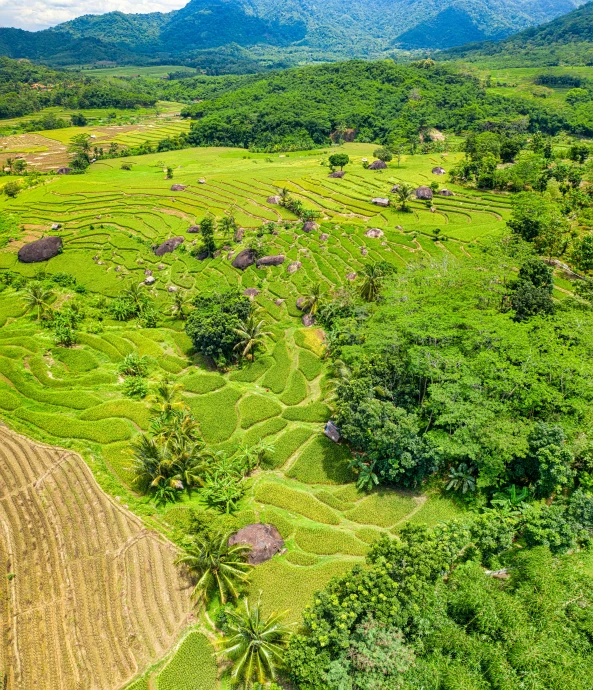 an aerial view of a rice field with mountains in the background, square, thumbnail, philippines, straw