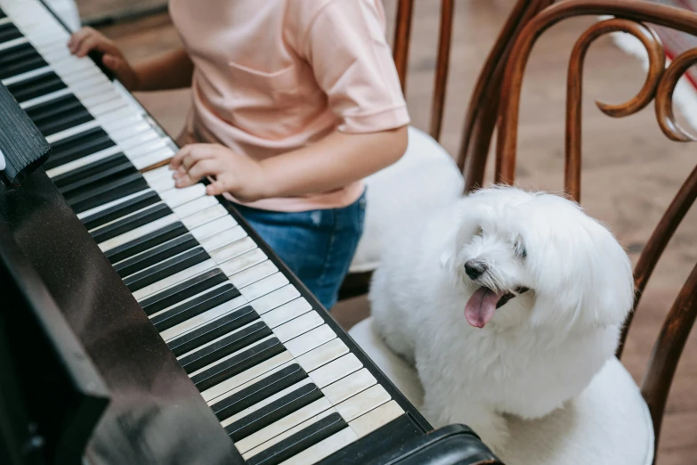 a small white dog sitting on a chair next to a piano, pexels contest winner, kid, music being played, thumbnail, australian