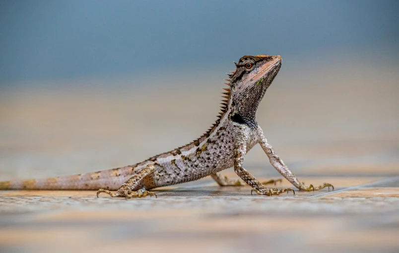 a lizard that is sitting on the ground, a macro photograph, by Gwen Barnard, pexels contest winner, water dragon, grey, mixed animal, low detailed