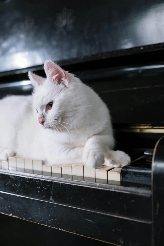 a white cat laying on top of a piano, an album cover, unsplash, renaissance, ignant, 15081959 21121991 01012000 4k, beautiful animal pearl queen, mittens