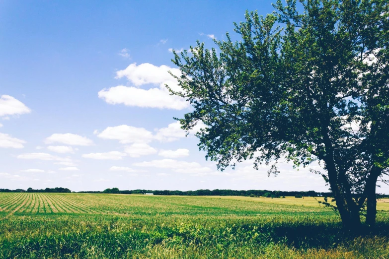 a lone tree in the middle of a field, unsplash, visual art, laying under a tree on a farm, summer clear blue sky, 2000s photo, next to farm fields and trees