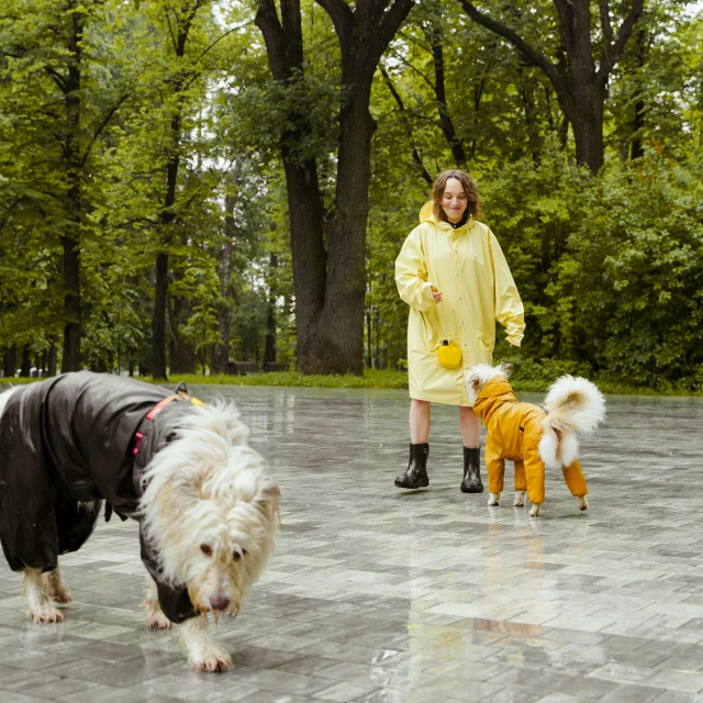 a woman walking two dogs in raincoats, pexels contest winner, moscow, yellow clothes, of a family standing in a park, wet floor