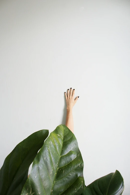 a close up of a person's hand near a plant, trending on unsplash, minimalism, leaning against the wall, white backdrop, ignant, green wall