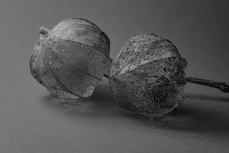 two dried flowers sitting on top of a table, a macro photograph, inspired by Robert Mapplethorpe, pixabay, art photography, made of leaf skeleton, grey vegetables, monochrome 3 d model, chinese lanterns