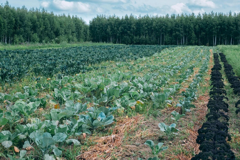 a field filled with lots of green plants, an album cover, by Jan Tengnagel, unsplash, grey vegetables, in russia, 1940s photo, forestry