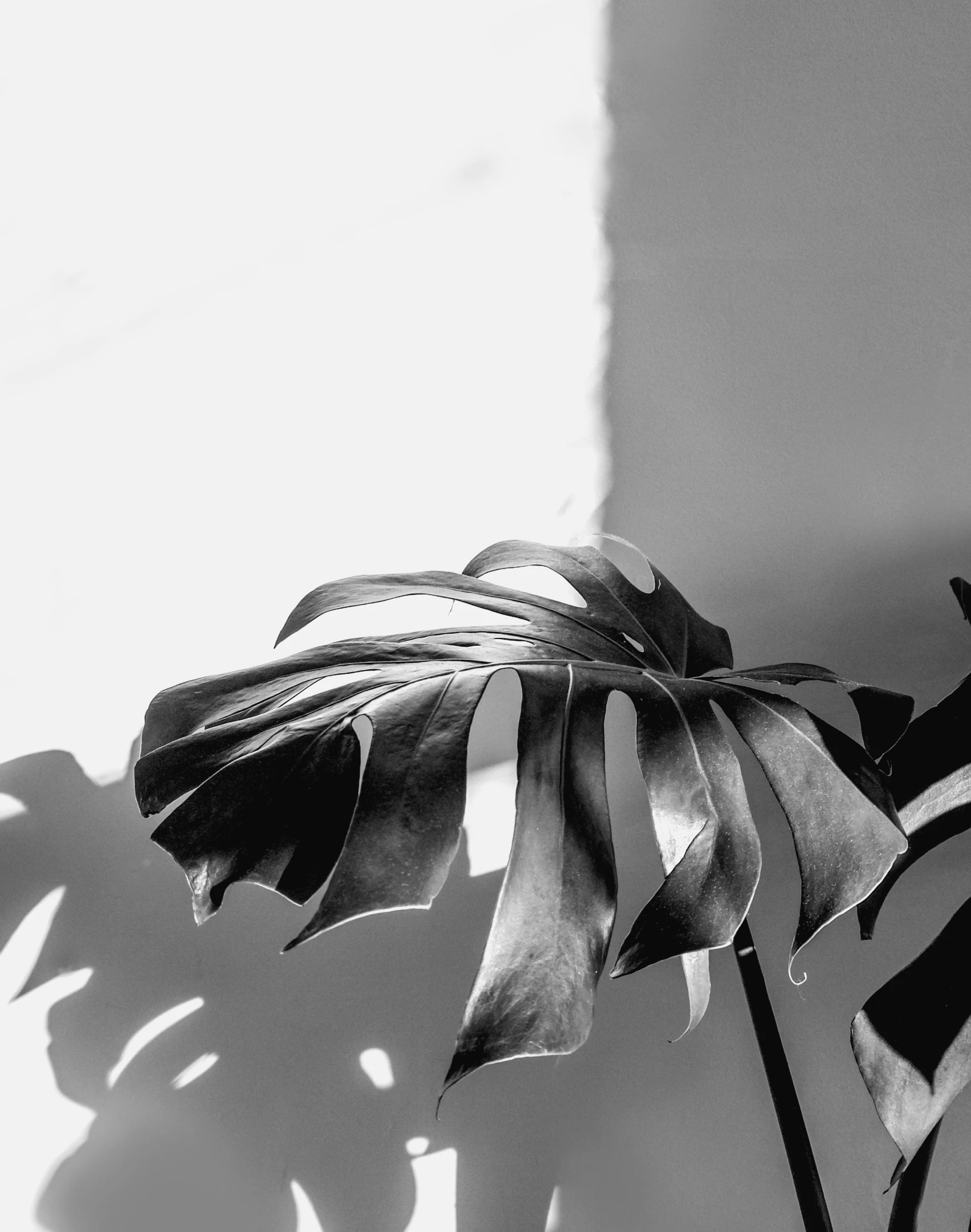 a black and white photo of a plant, unsplash contest winner, shining light and shadow, monstera, today\'s featured photograph 4k, ilustration