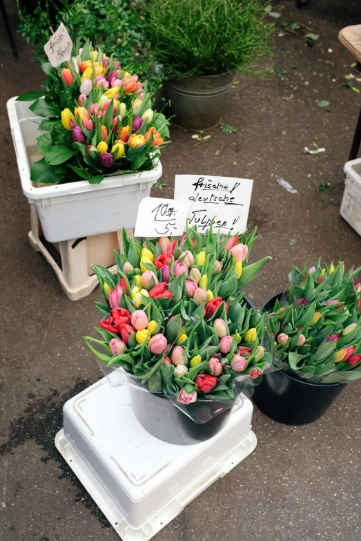 a bunch of potted flowers sitting on top of a table, tulips, market in japan, color photograph, hooded