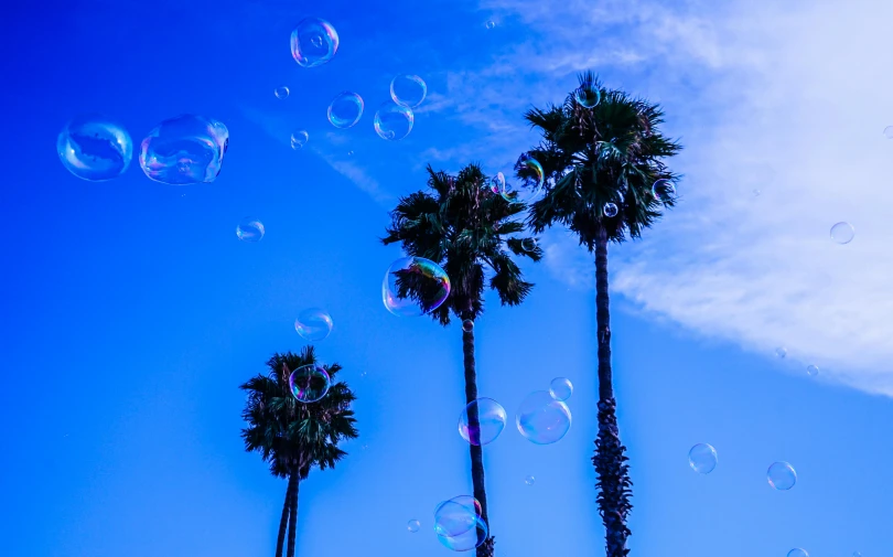 a group of palm trees blowing bubbles in the air, pexels contest winner, blue transparent jelly, profile image, southern california, background image