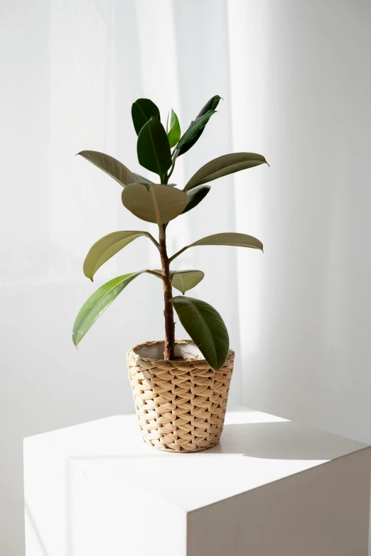 a potted plant sitting on top of a white table, inspired by Robert Bain, magnolia, wicker art, big leaf bra, grammy award winning