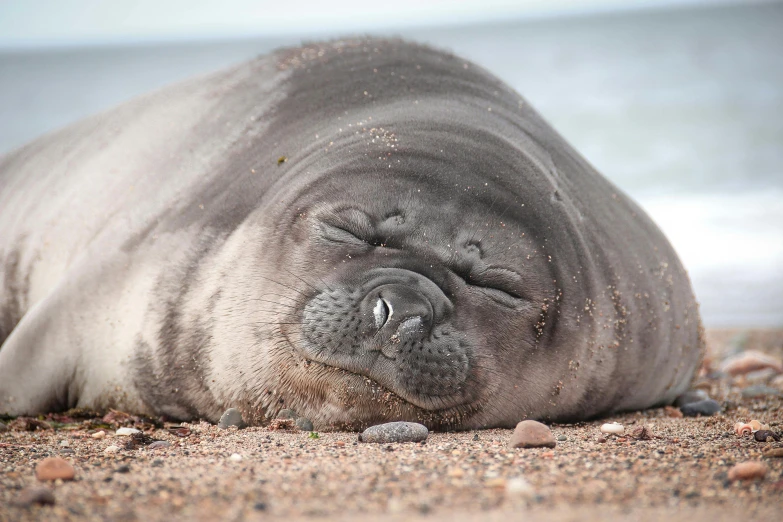 a baby elephant laying on top of a sandy beach, an album cover, shutterstock contest winner, fat penguin, winking one eye, seals, scientific photo