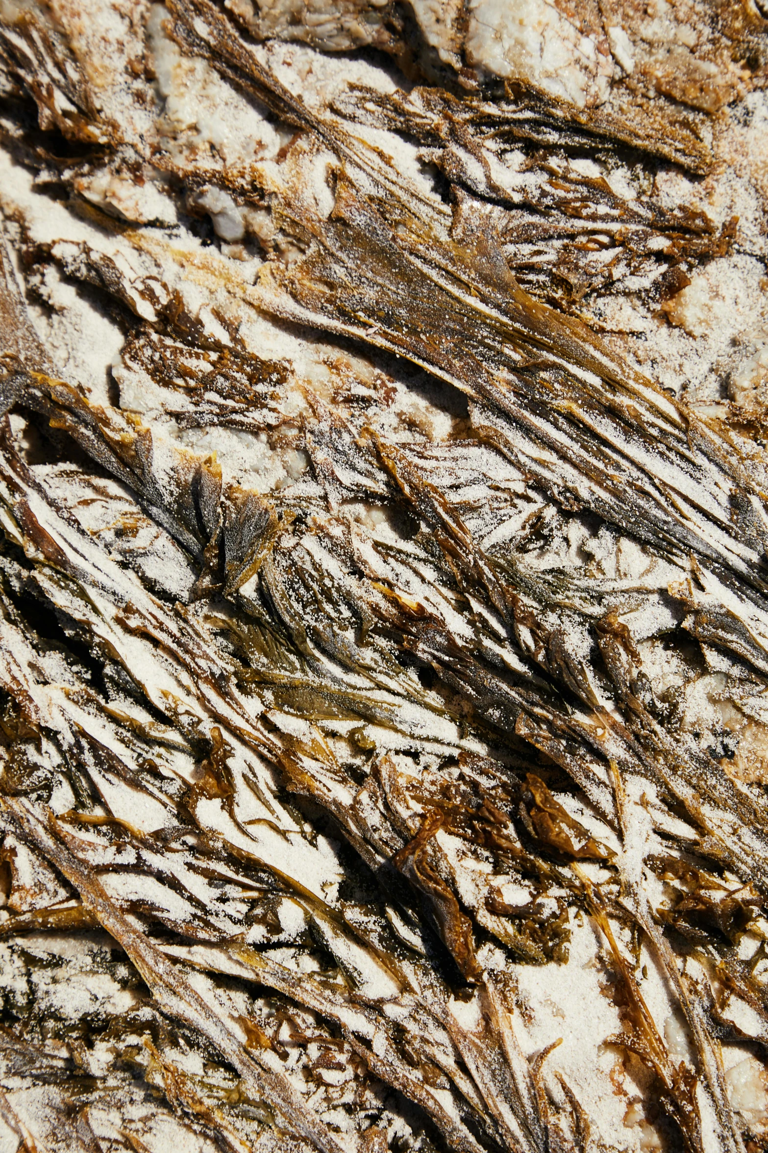 a close up of the bark of a tree, inspired by Anselm Kiefer, unsplash, dinosaur bones, rocky hills, fronds, crystal desert