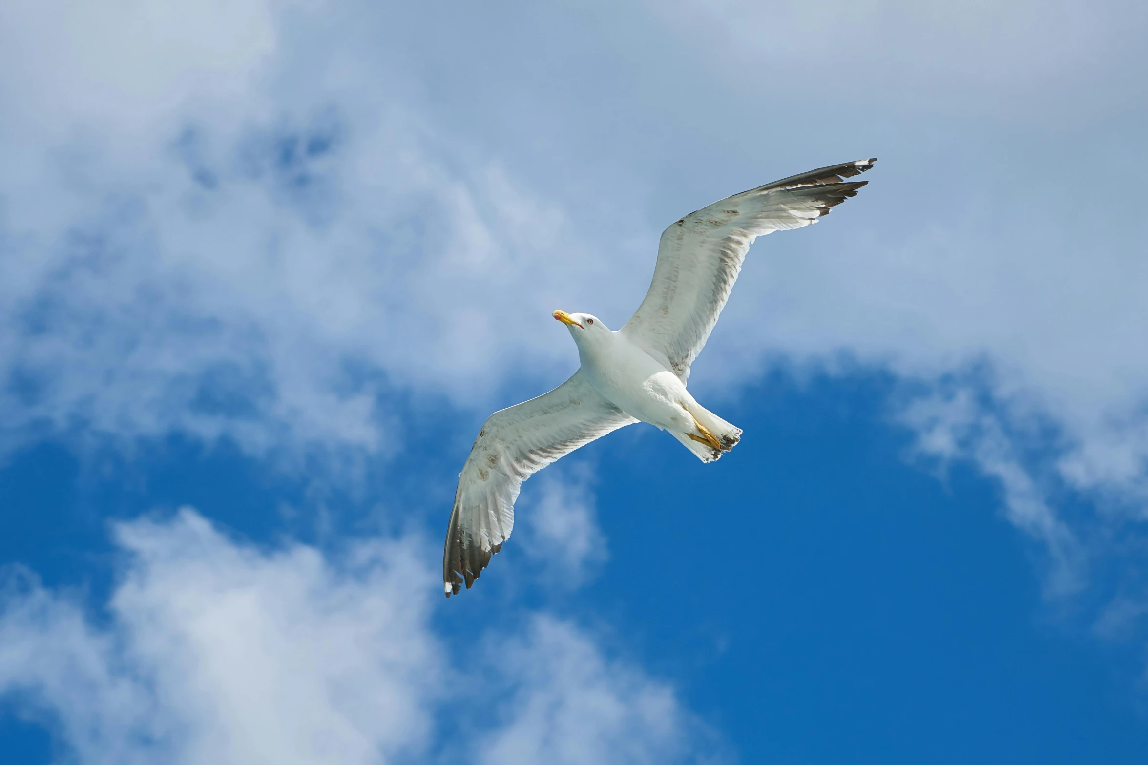 a white bird flying through a cloudy blue sky, pexels contest winner, manly, birdeye, coastal, arms outstretched