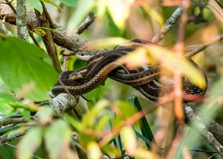 a close up of a snake on a tree branch, by Pamela Drew, fan favorite, full frame image, brown tail, merlin