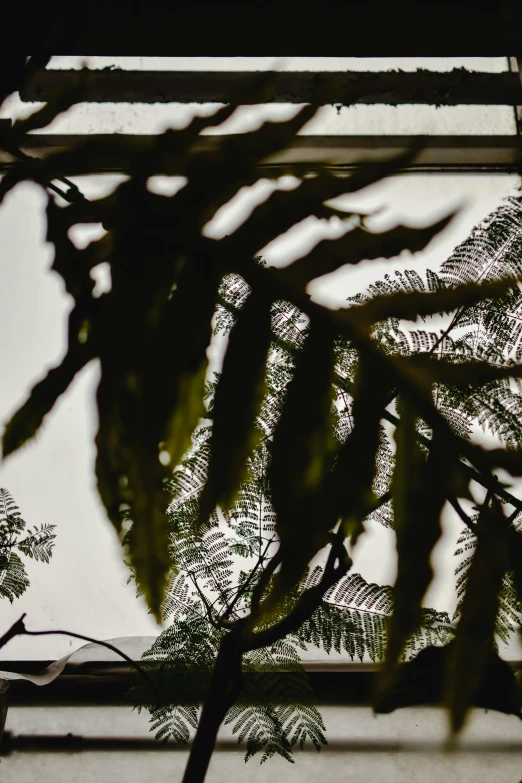 a close up of a plant on a window sill, visual art, looks like a tree silhouette, tree ferns, botanical herbarium, mirror and glass surfaces