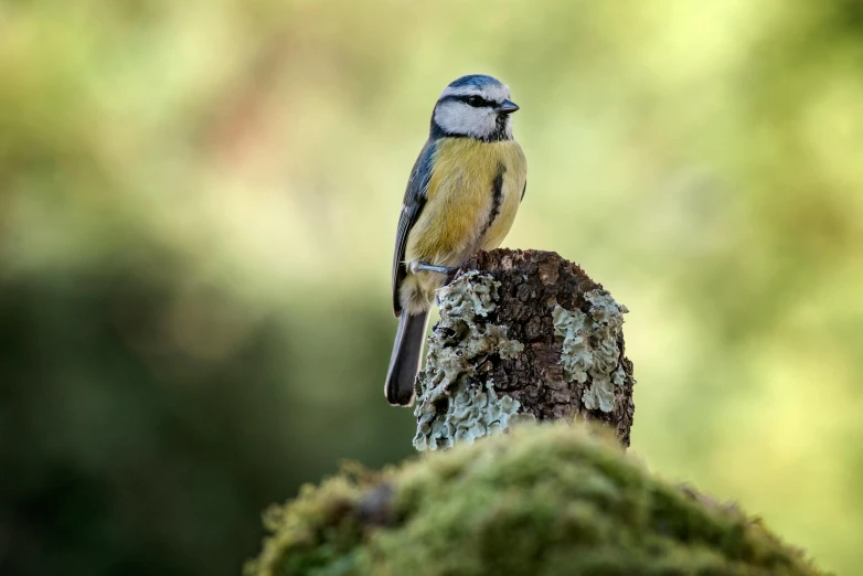 a small bird sitting on top of a tree stump, by Peter Churcher, pexels contest winner, yellow and blue, slide show, mossy head, grey