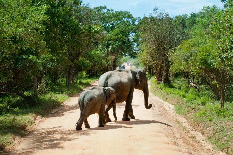 a couple of elephants walking down a dirt road, pexels contest winner, hurufiyya, sri lanka, wide greenways, maternal, madagascar