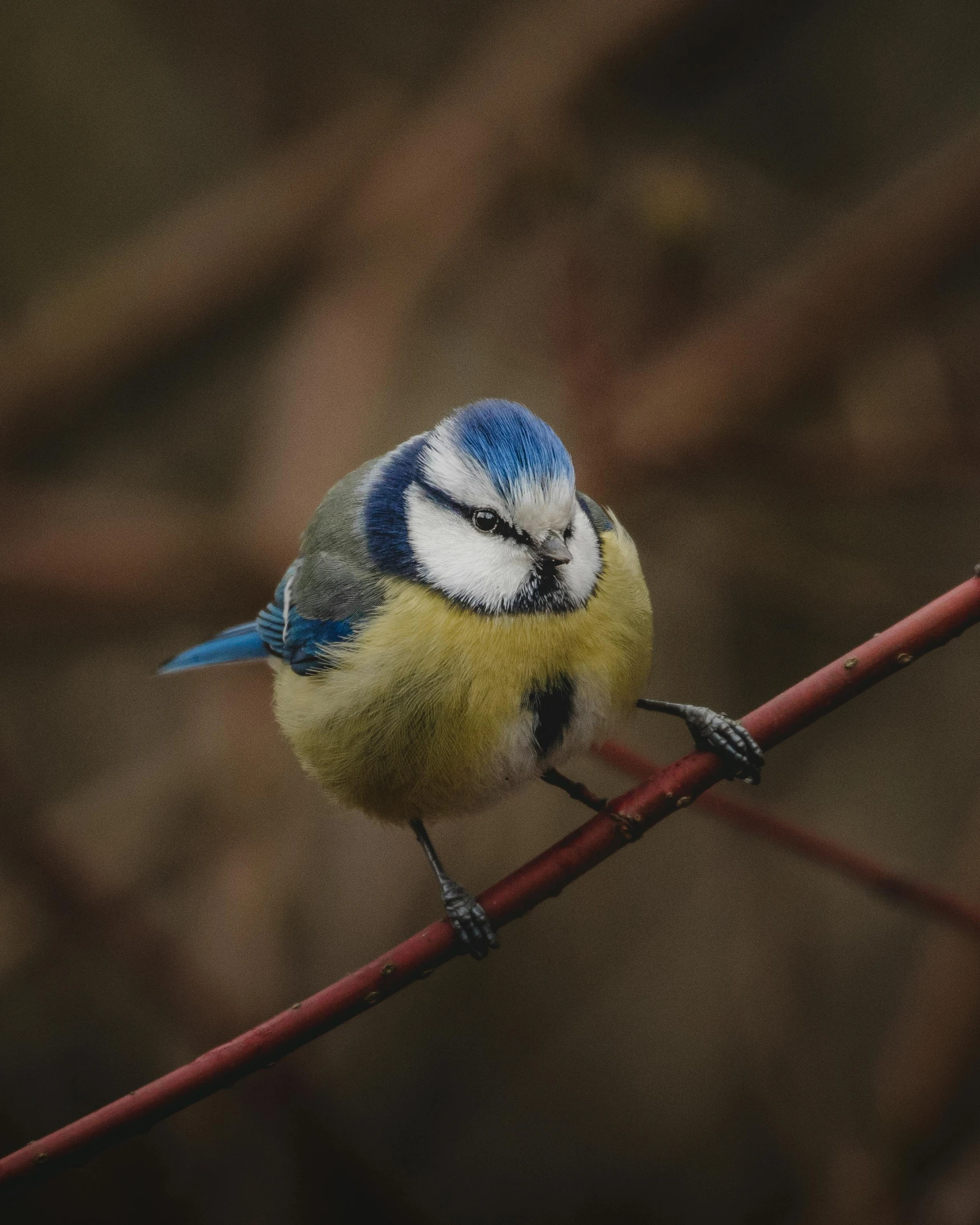 a small blue and yellow bird sitting on a branch, by Matija Jama, pexels contest winner, bushy tail, museum quality photo, nice slight overcast weather, almost smiling