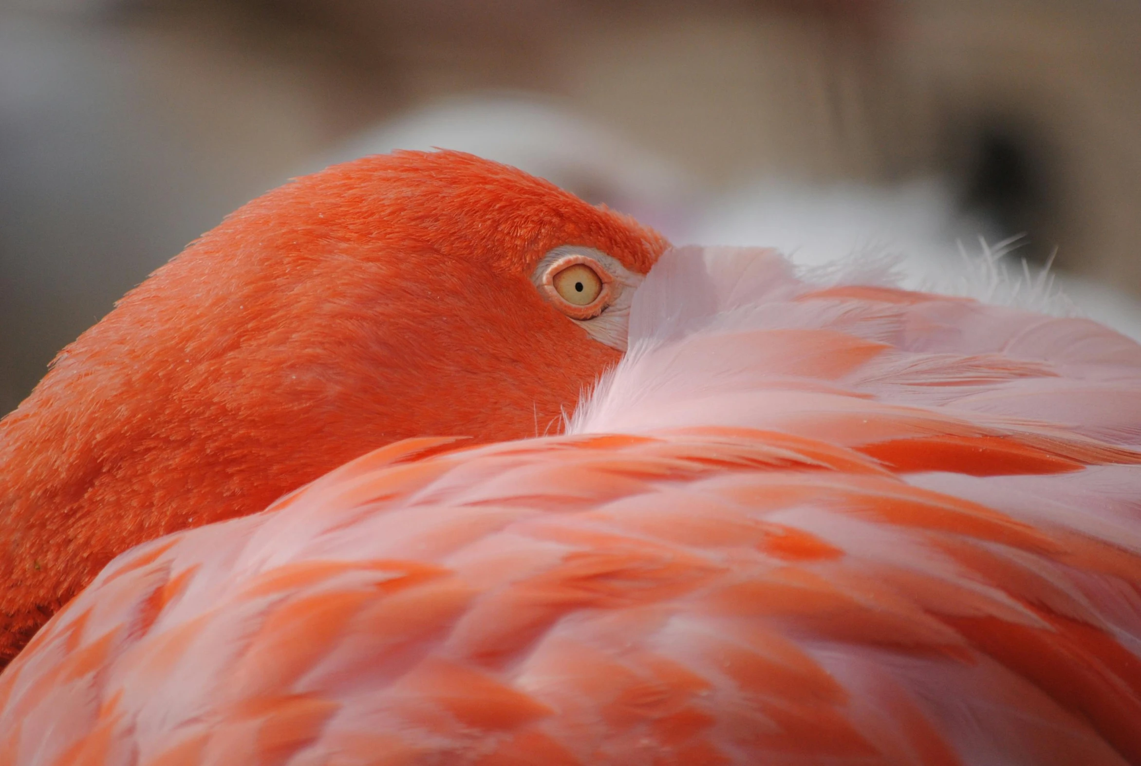 a close up of a flamingo's head and neck, by Nathalie Rattner, pexels contest winner, fluffy orange skin, facing away, red bird, looking exhausted