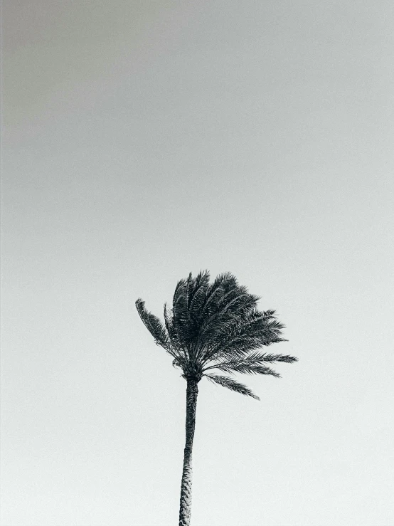 a black and white photo of a palm tree, by Ismail Acar, unsplash contest winner, postminimalism, snowstorm, poster cover art, windy day, profile image