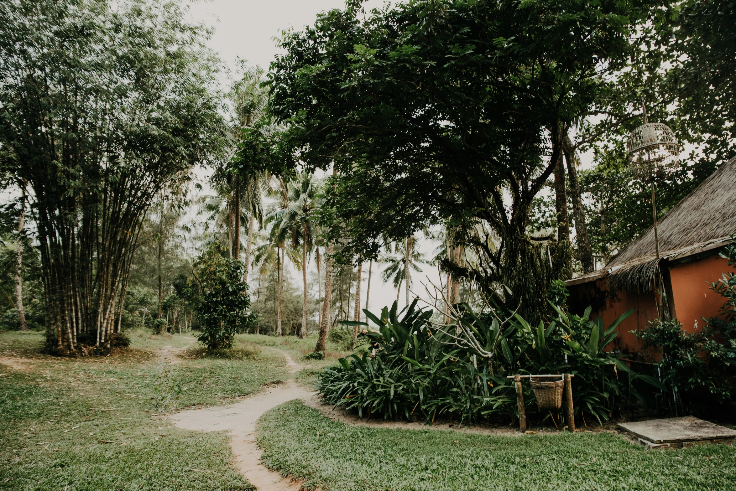 a path going through a lush green forest, unsplash, visual art, tribe huts in the jungle, background image, landscape architecture photo